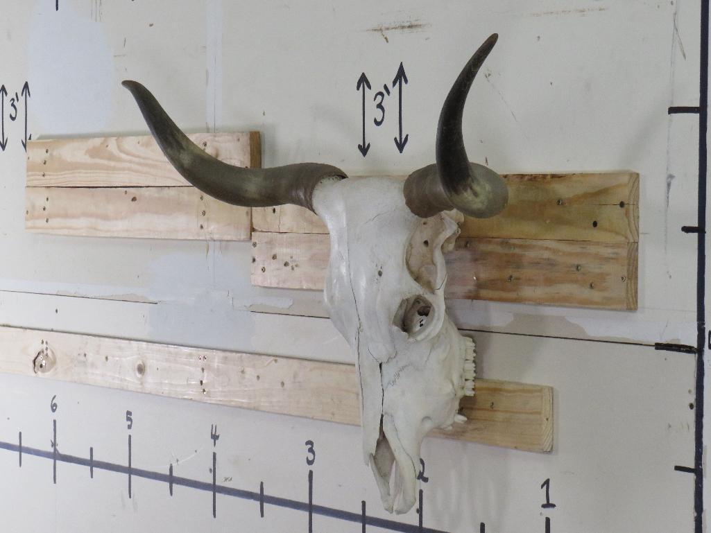 Natural Longhorn Skull 40 34/4" Spread TAXIDERMY