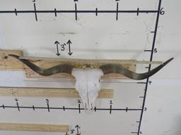 Natural Longhorn Skull 40 34/4" Spread TAXIDERMY