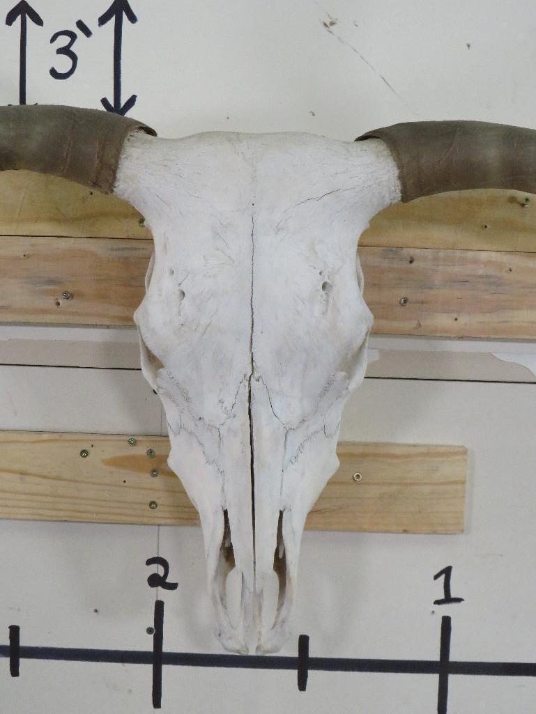 Natural Longhorn Skull 40 34/4" Spread TAXIDERMY