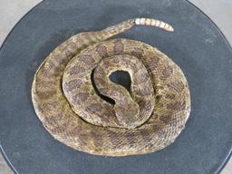 Lifesize Coiled Prairie Rattlesnake TAXIDERMY