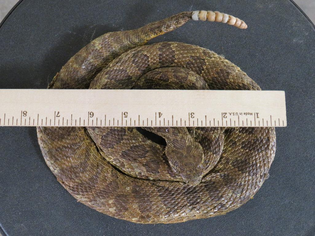 Lifesize Coiled Prairie Rattlesnake TAXIDERMY