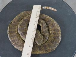 Lifesize Coiled Prairie Rattlesnake TAXIDERMY