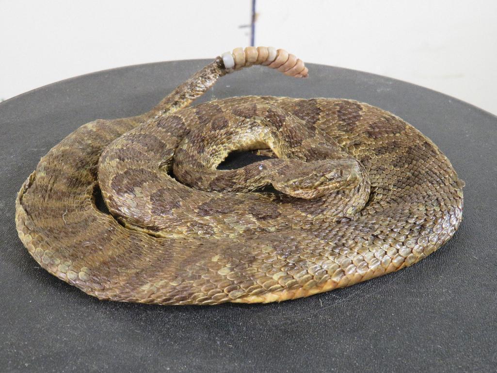 Lifesize Coiled Prairie Rattlesnake TAXIDERMY