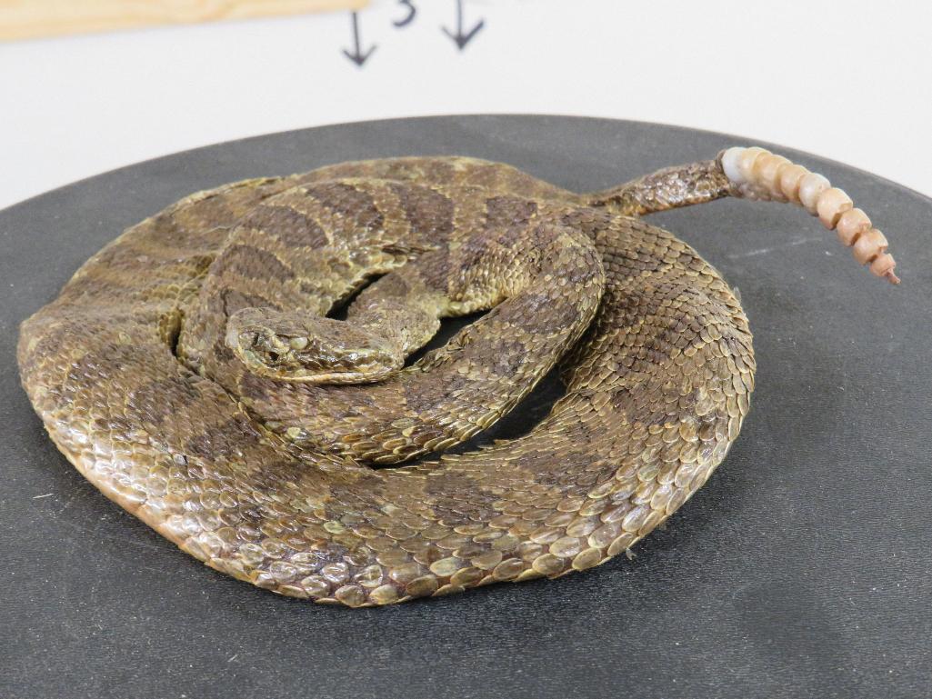 Lifesize Coiled Prairie Rattlesnake TAXIDERMY