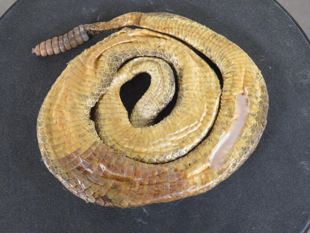 Lifesize Coiled Prairie Rattlesnake TAXIDERMY