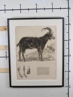 Very Big Print of Old Spanish Educational Zoology Poster ART PRINT