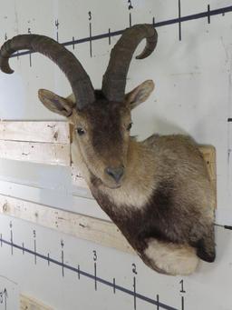 Ibex Sh Mt TAXIDERMY