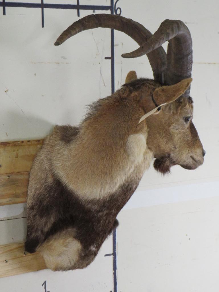 Ibex Sh Mt TAXIDERMY