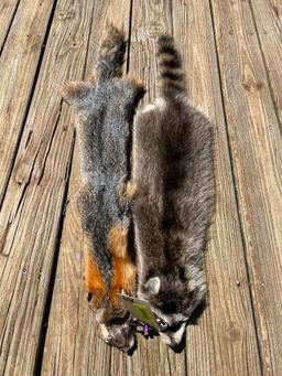 Beautiful NEW , Grey fox, and Raccoon furs, 39, and 36 inches long great Taxidermy log cabin decor