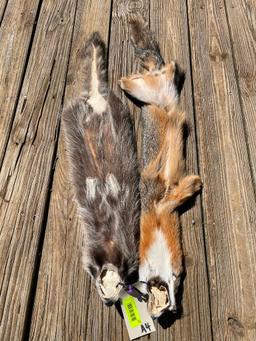 Beautiful NEW , Grey fox, and Raccoon furs, 39, and 36 inches long great Taxidermy log cabin decor