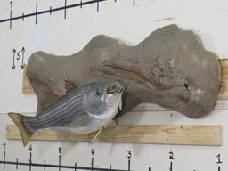 Very Nice XL Repro Striper Bass on Nice Realistic Scene TAXIDERMY