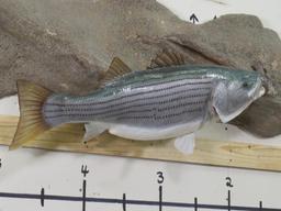 Very Nice XL Repro Striper Bass on Nice Realistic Scene TAXIDERMY