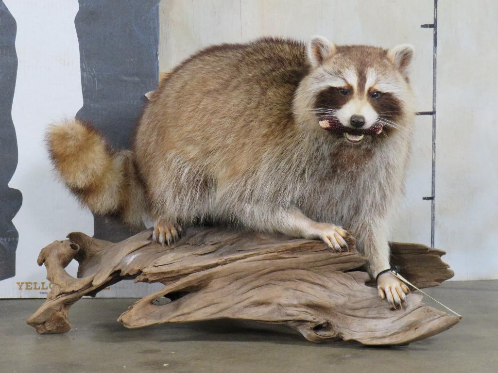 Corn fed Coon on Natural Wood Base, Very Nice Mt TAXIDERMY