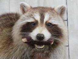 Corn fed Coon on Natural Wood Base, Very Nice Mt TAXIDERMY