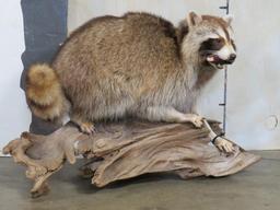 Corn fed Coon on Natural Wood Base, Very Nice Mt TAXIDERMY