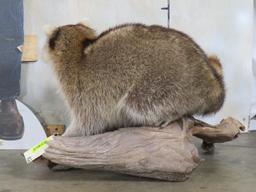 Corn fed Coon on Natural Wood Base, Very Nice Mt TAXIDERMY