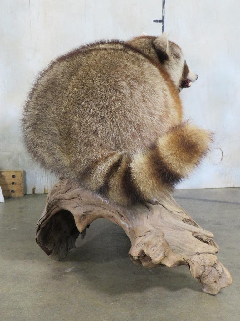 Corn fed Coon on Natural Wood Base, Very Nice Mt TAXIDERMY