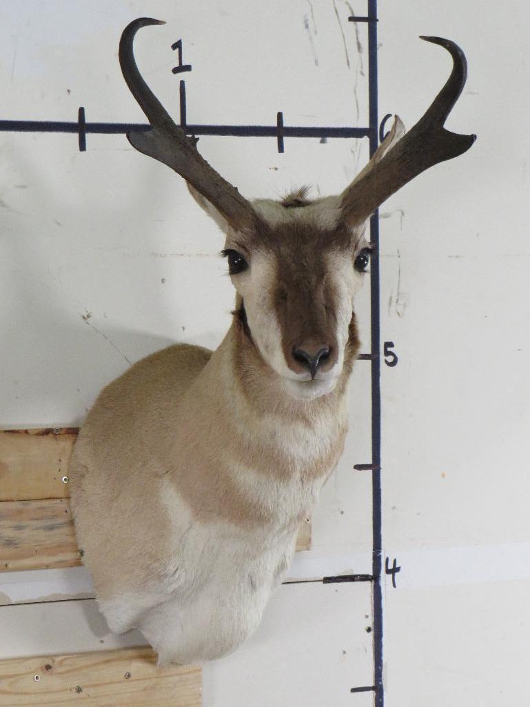 Pronghorn Sh Mt TAXIDERMY