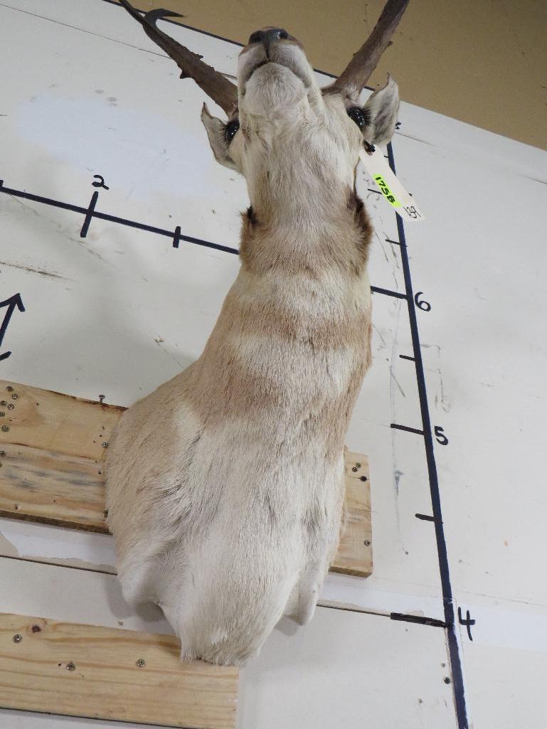 Pronghorn Sh Mt TAXIDERMY