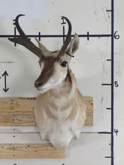 Pronghorn Sh Mt TAXIDERMY