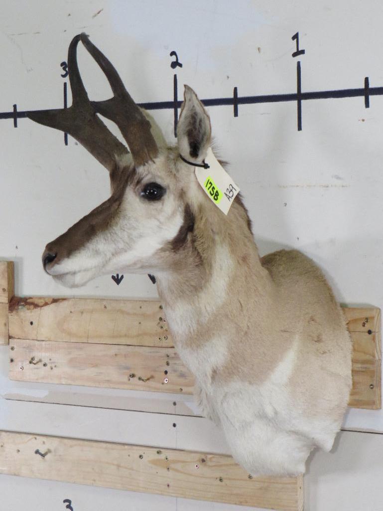 Pronghorn Sh Mt TAXIDERMY