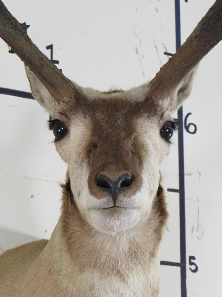 Pronghorn Sh Mt TAXIDERMY