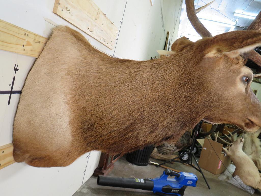 Nice Elk Sh Mt TAXIDERMY