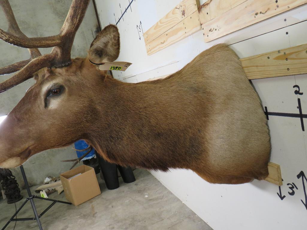 Nice Elk Sh Mt TAXIDERMY