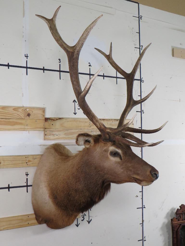 Nice Elk Sh Mt TAXIDERMY