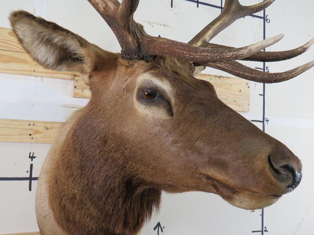 Nice Elk Sh Mt TAXIDERMY