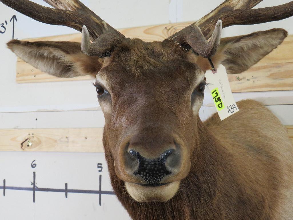 Nice Elk Sh Mt TAXIDERMY