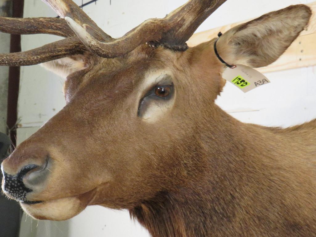 Nice Elk Sh Mt TAXIDERMY