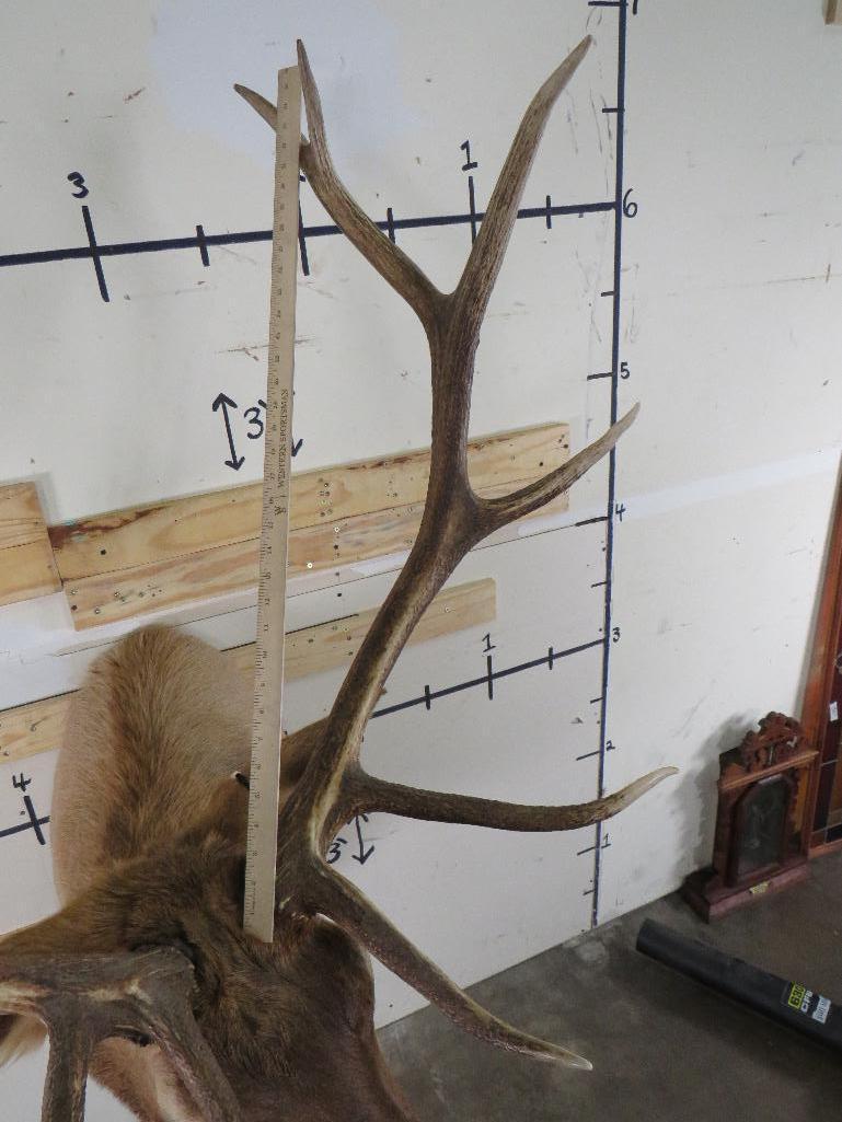 Nice Elk Sh Mt TAXIDERMY