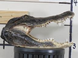 Big Nice/New Gator Head TAXIDERMY