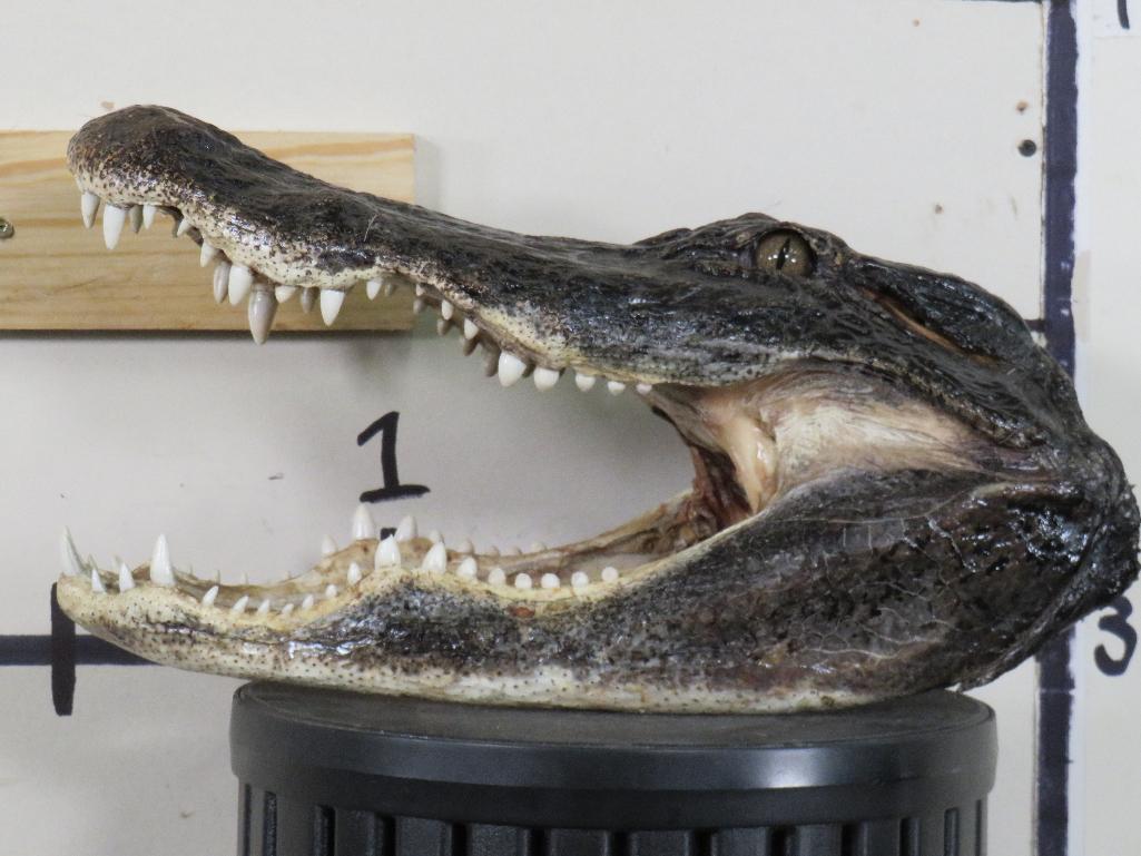 Big Nice/New Gator Head TAXIDERMY