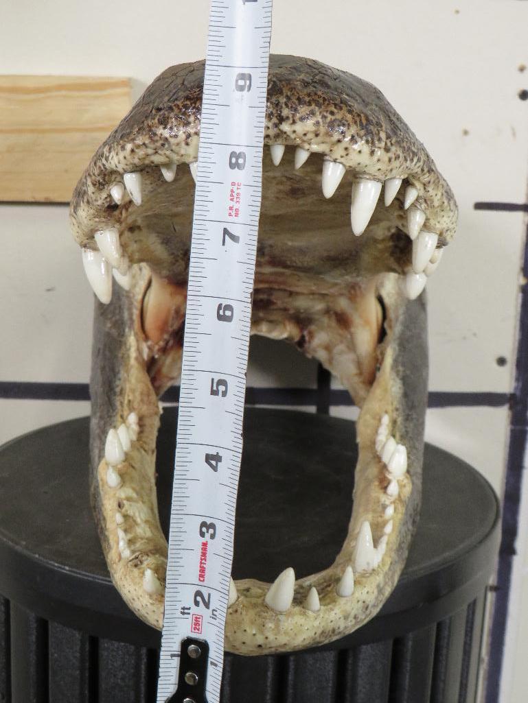 Big Nice/New Gator Head TAXIDERMY