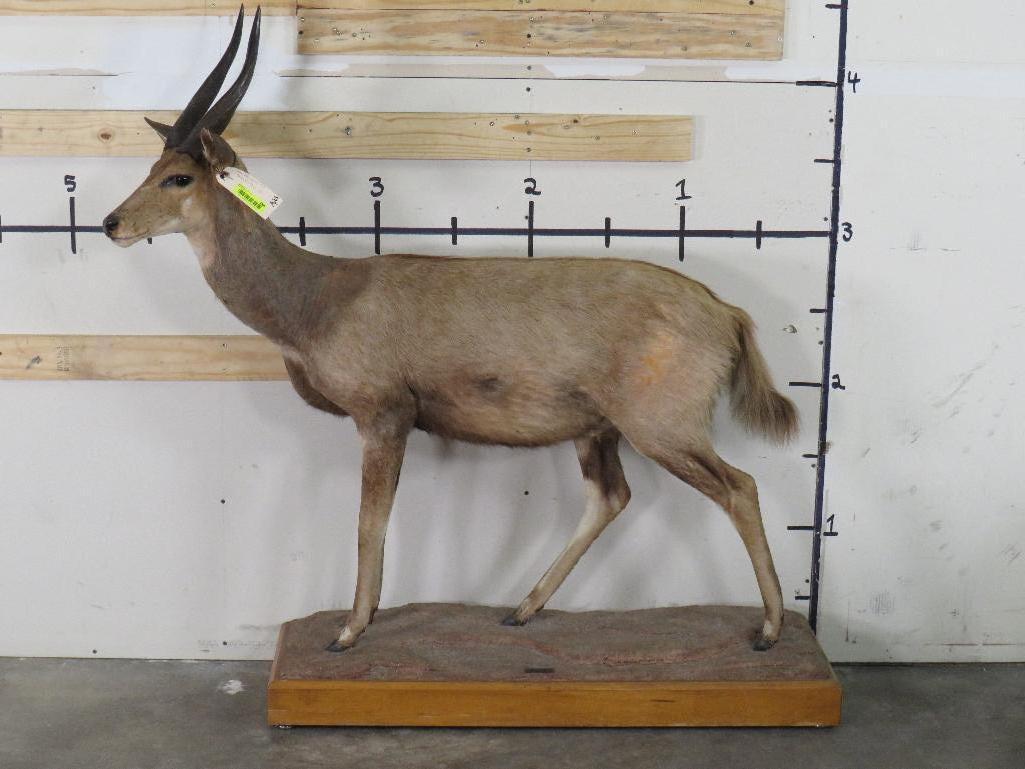 Lifesize Bushbuck on Base by Jonas Brothers TAXIDERMY