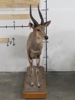 Lifesize Bushbuck on Base by Jonas Brothers TAXIDERMY