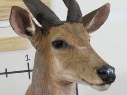 Lifesize Bushbuck on Base by Jonas Brothers TAXIDERMY