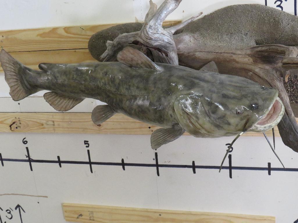 Big Realistic Repro Catfish on Big Realistic Scene w/Natural Wood TAXIDERMY