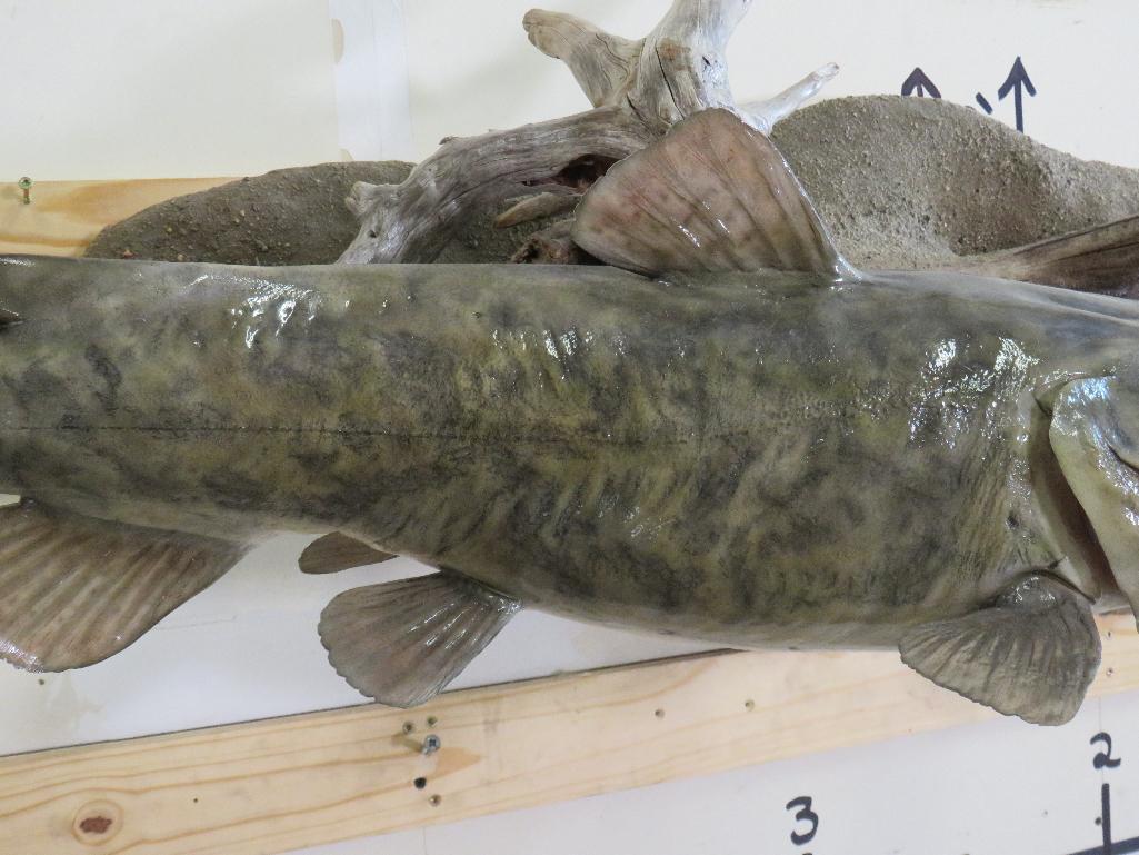 Big Realistic Repro Catfish on Big Realistic Scene w/Natural Wood TAXIDERMY