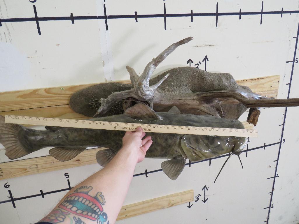 Big Realistic Repro Catfish on Big Realistic Scene w/Natural Wood TAXIDERMY