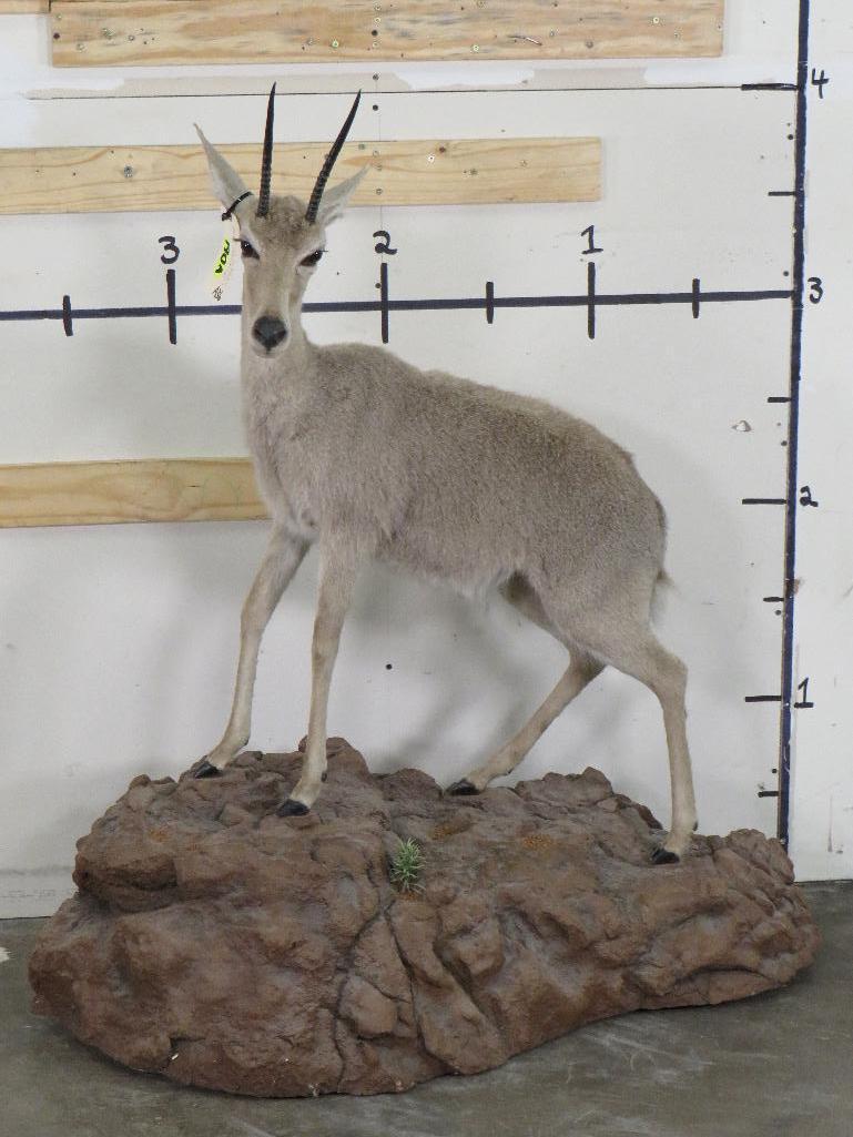 Very Nice BIG Vaal Reedbok on Nice Base w/Wheels TAXIDERMY