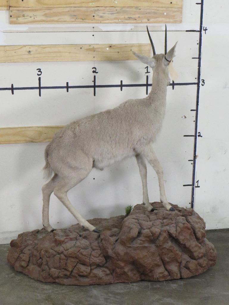 Very Nice BIG Vaal Reedbok on Nice Base w/Wheels TAXIDERMY