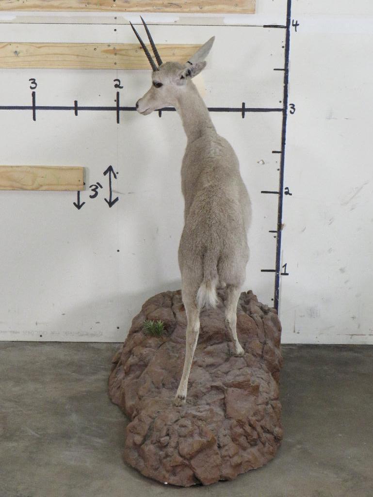 Very Nice BIG Vaal Reedbok on Nice Base w/Wheels TAXIDERMY