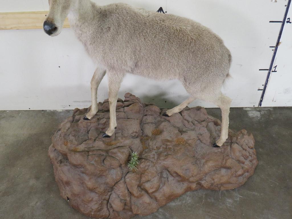 Very Nice BIG Vaal Reedbok on Nice Base w/Wheels TAXIDERMY