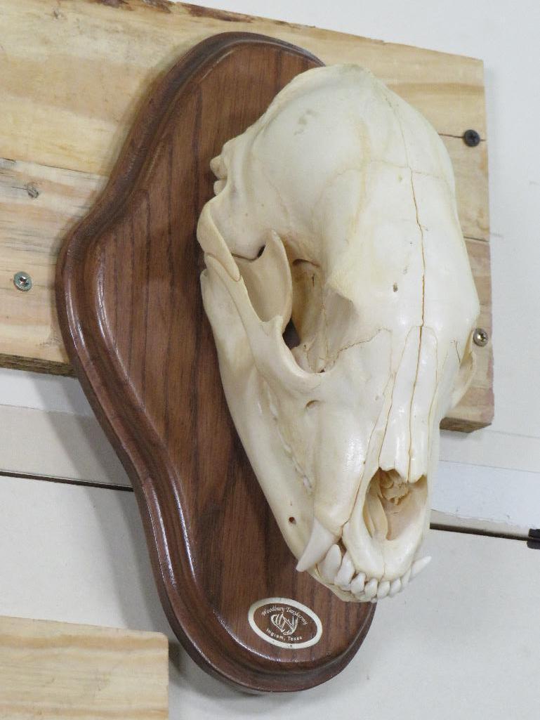 Nice Black Bear Skull on Plaque w/All Teeth TAXIDERMY
