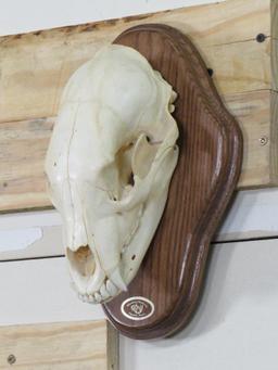 Nice Black Bear Skull on Plaque w/All Teeth TAXIDERMY