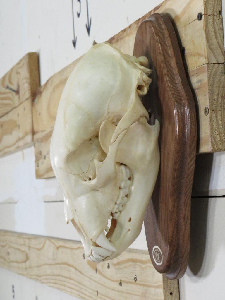 Nice Black Bear Skull on Plaque w/All Teeth TAXIDERMY