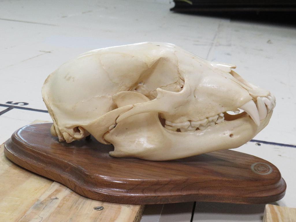 Nice Black Bear Skull on Plaque w/All Teeth TAXIDERMY